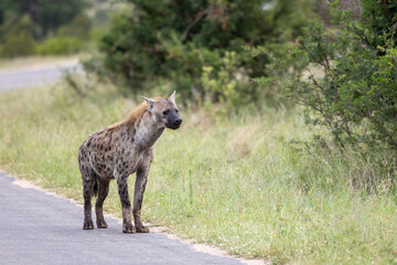 Spotted Hyena in the Kruger National Park