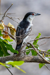 Black-backed Puffback (Sneeubal) in Kruger National Park