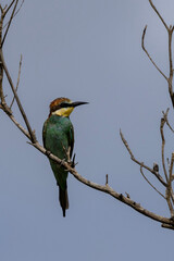 European Bee-eater (Europese byvreter) in Kruger National Park