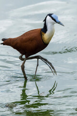 African Jacana in Kruger National Park
