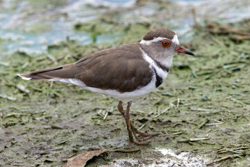 Three-banded Plover in Kruger National Park 