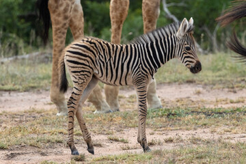 Obraz na płótnie Canvas Baby Zebra in Kruger National Park