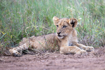 Obraz premium Lion cub in Kruger National Park