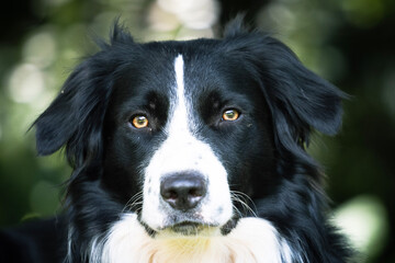 Border Collie portrait