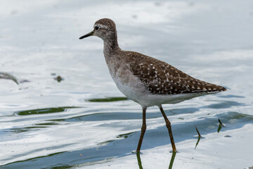 Wood sandpiper (Bosruiter) (Tringa glareola) in Kruger National Park