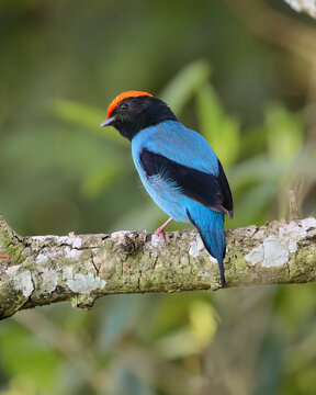 Swallow-tailed Manakin - Chiroxiphia caudata  - tangará 