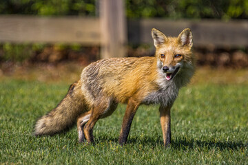 Fototapeta premium Red fox standing in the sunshine