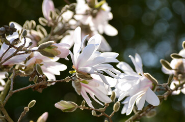 White Star Magnolia Blossom