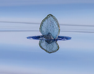 By-the-Wind Sailor, Velella