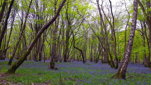 Moving through the spring trees over the bluebell flowers