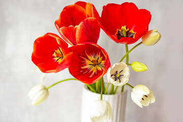 Bouquet of red and white tulips in a vase on a light background. soft selective focus. Photo for the interior.