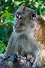 macaque monkey in oslob on cebu island