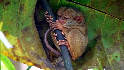Portrait of Tarsier monkey (Tarsius Syrichta) in natural jungle environment at bohol Island on the philippines