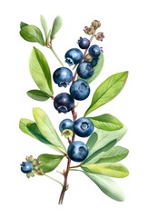 Watercolor illustration of blueberries isolated on white background. Generative AI.