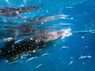 Naklejka premium whaleshark in the pacific ocean in oslob on cebu island