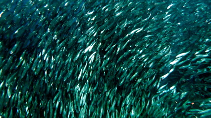 huge school of sardines in moalboal on cebu island