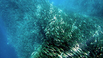 Naklejka na ściany i meble huge school of sardines in moalboal on cebu island