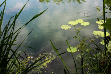 beautiful view of a summer lake with reeds and water lilies