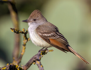 Ash Throated Flycatcher