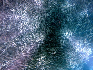 huge school of sardines in moalboal on cebu island