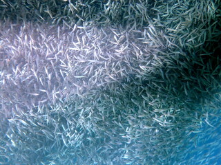 huge school of sardines in moalboal on cebu island