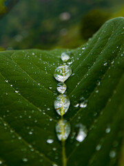 water drops on a leaf