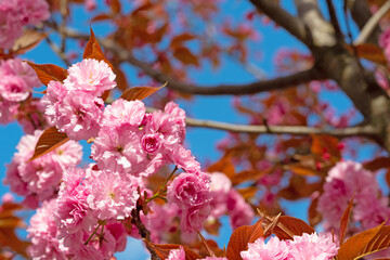 Japanische Nelkenkirsche, Prunus serrulata, Blüten im Frühling