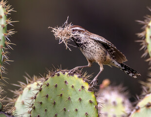 Cactus Wren