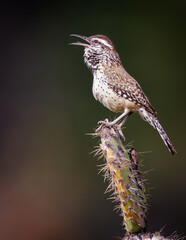 Cactus Wren