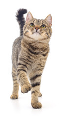 Kitten on white background.