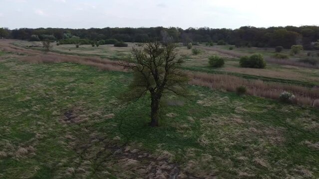 Single tree, wet meadows and Widawa river in Wroclaw, Poland. General landscape in Spring.