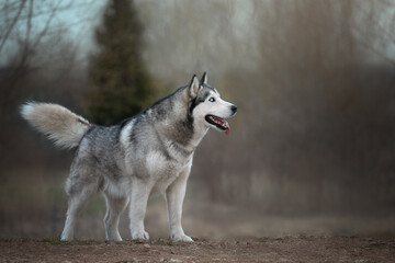 siberian husky dog