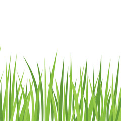 blades of green grass with copy space  - vector illustration