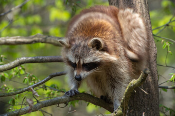 Naklejka premium Waschbär auf dem Baum