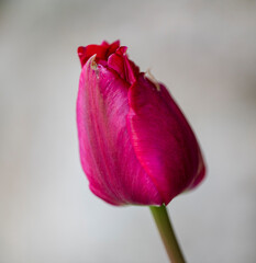 Detail of young red flower of the Tulipa plant