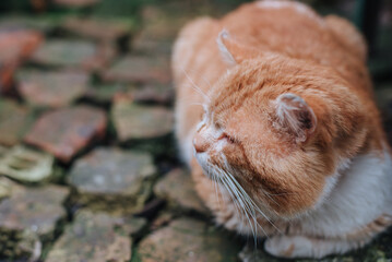 Red cat lies. The concept of home comfort. Cute pet concept. the cat is sitting on the rocks. Close-up
