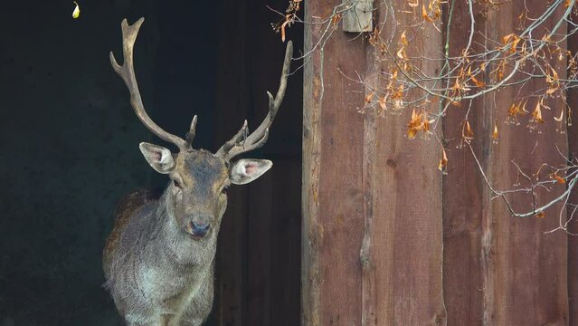 fallow deer (dama dama) male on outdoor