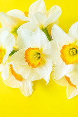 Bouquet of bright white and yellow daffodils on a yellow background with copy space. Close-up, macro.