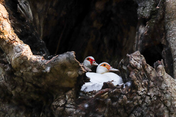 Closeup Domestic duck in a hollow nest in a tree in Rodini Park, Rhodes, Greece