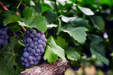 Ripe red wine grape vine bunch in fall vineyards autumn harvest eco bio farm production