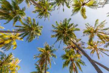 Obraz na płótnie Canvas Palm tree against the blue sky