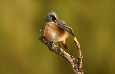colirrojo real en el campo en oto&ntilde;o