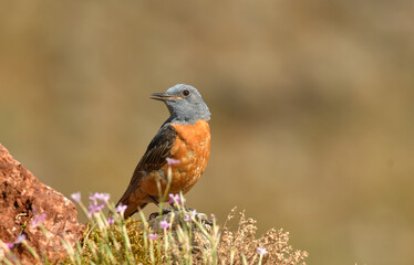roquero rojo en la sierra abulense