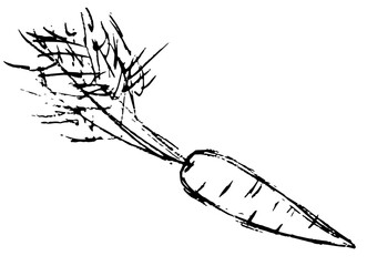 Marchewka ilustracja szkic © Monika Janiak-Klicha