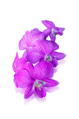 Purple orchid isolated on white background with clipping path.
