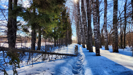 Winter landscape with tree in sunny day. Sun and shadows in spring day