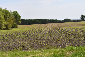 Fototapeta na wymiar Plants in a Cultivated Farm Field