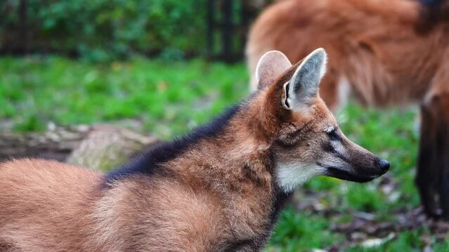 close up of maned wolf (chrysocyon brachyurus)  in natural habitat. slow motion