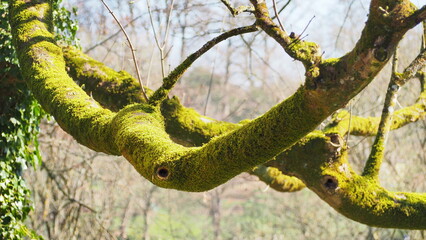 Rama de árbol cubierta de musgo verde.