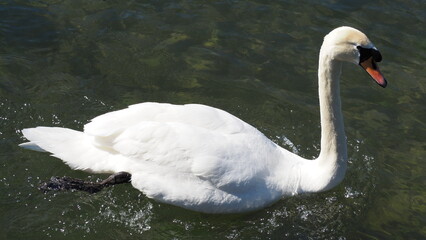 Cisne blanco flotando en agua limpia, toma cercana